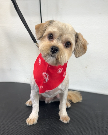 Cali Dog Spa Grooming & More