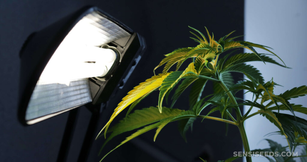 La Luz Cannabis 1 La Luz Cannabis: Iluminación LED para Cultivo de Marihuana – Guía completa y beneficios