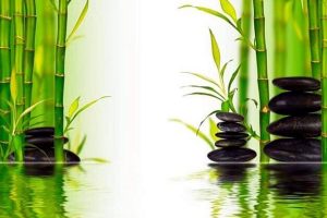 Purrfect Wellness Spa